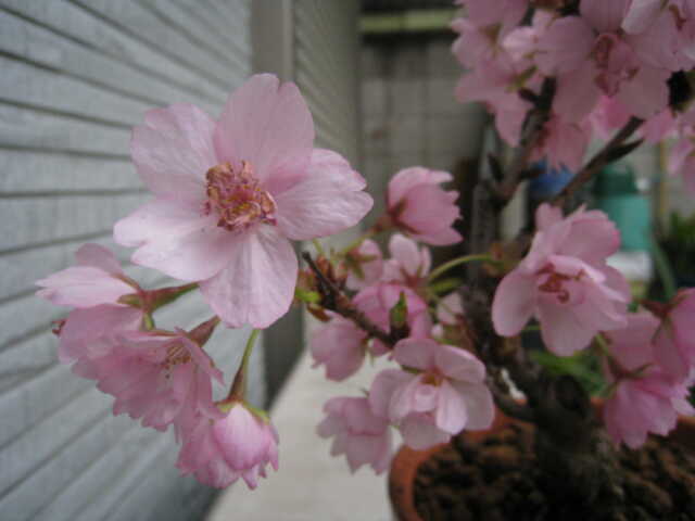 20100413桜02